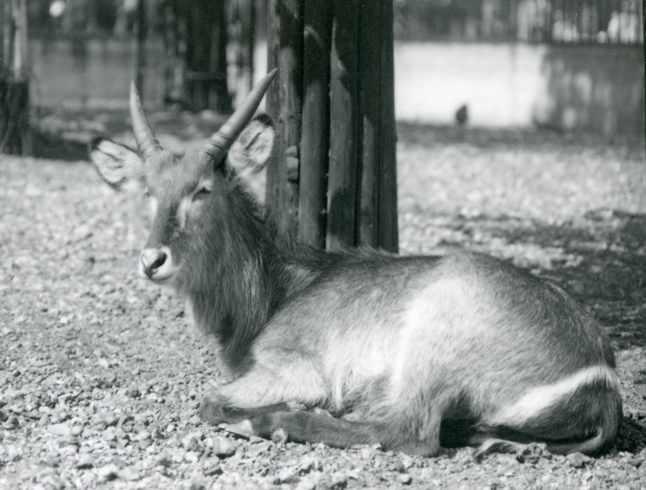 ذكر Waterbuck ، Kobus ellipsiprymnus ، يجلس في الضميمة في حديقة حيوان لندن ، 1920s بواسطة فريدريك وليام بوند