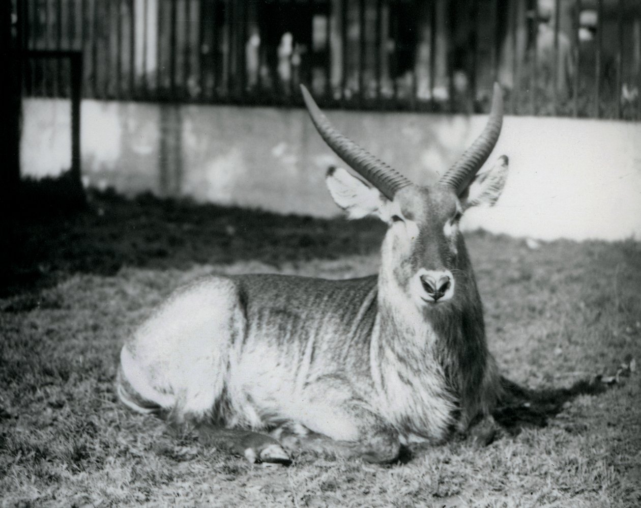 ذكر Waterbuck ملقى على العشب في حقله في حديقة حيوان لندن في عام 1928 (b / w photo) بواسطة فريدريك وليام بوند