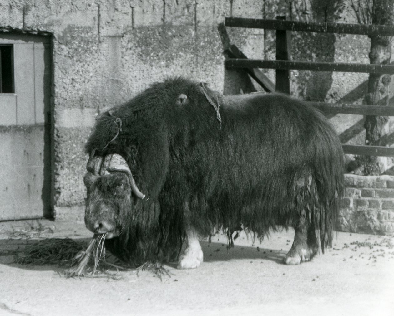 الثور الناضج Muskox ، تهجى أيضًا ثور المسك وثور المسك واقفا ، يأكل في حقله في حديقة حيوان لندن في عام 1931 (صورة بالأبيض والأسود) بواسطة فريدريك وليام بوند