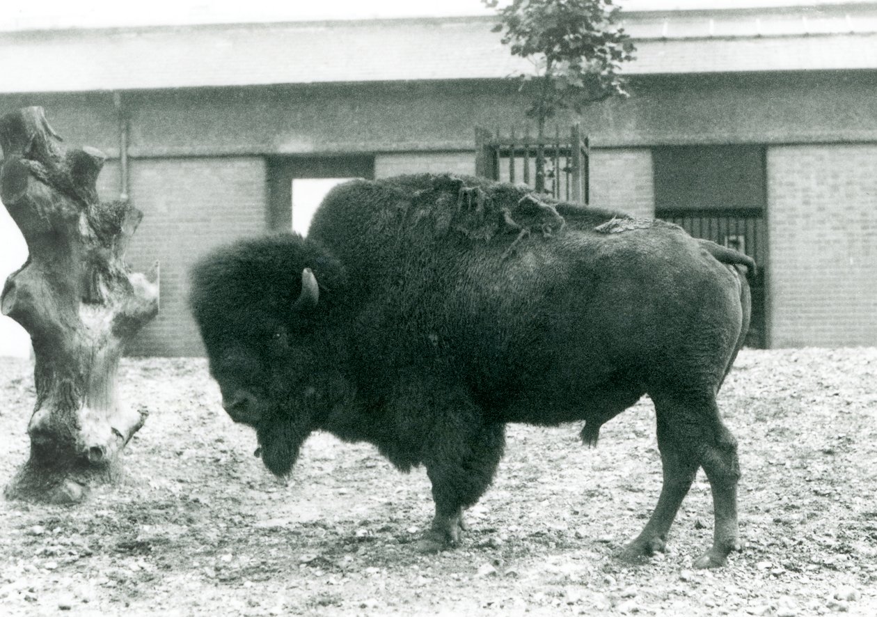 ثور قريب من الأمريكي BisonBuffalo مهدد يقف في حقله ، حديقة حيوان لندن ، 1927 بواسطة فريدريك وليام بوند