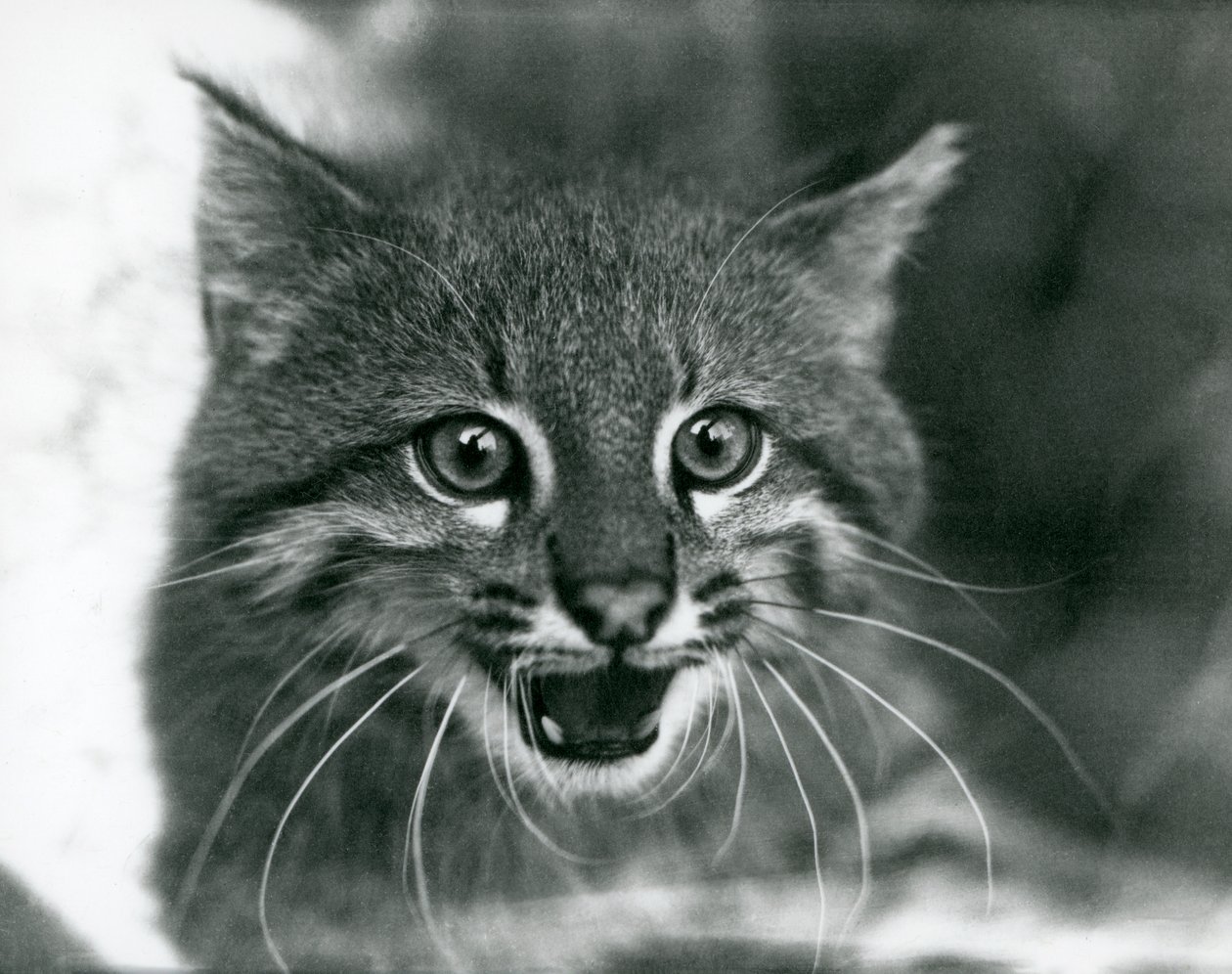 قريب من تهديد Pampas Cat / Pantanal Cat / Colocolo في حديقة حيوان لندن في عام 1929 (صورة b / w) بواسطة فريدريك وليام بوند