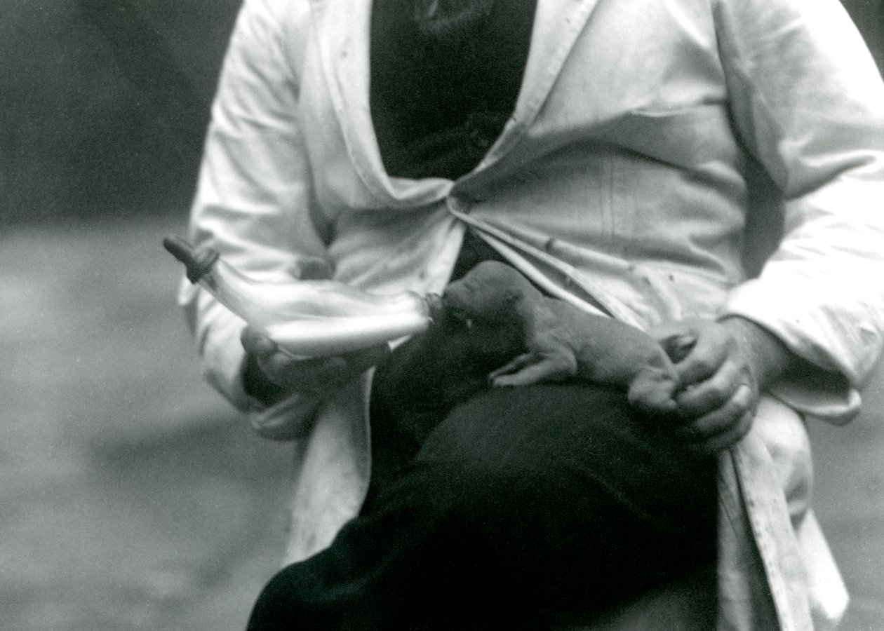 شبل أسد حديث الولادة يتم إطعامه من قبل حارسه ، حديقة حيوان لندن ، 1923 بواسطة فريدريك وليام بوند