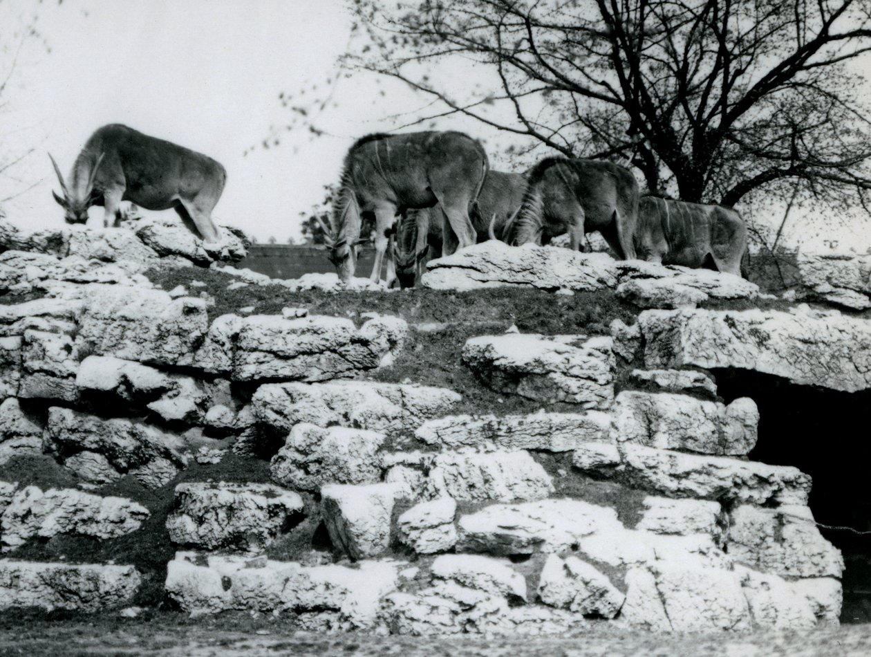 قطيع صغير من رعي Eland المشترك بين الصخور في ElandAntelope Paddock في حديقة حيوان لندن في يونيو 1925 بواسطة فريدريك وليام بوند