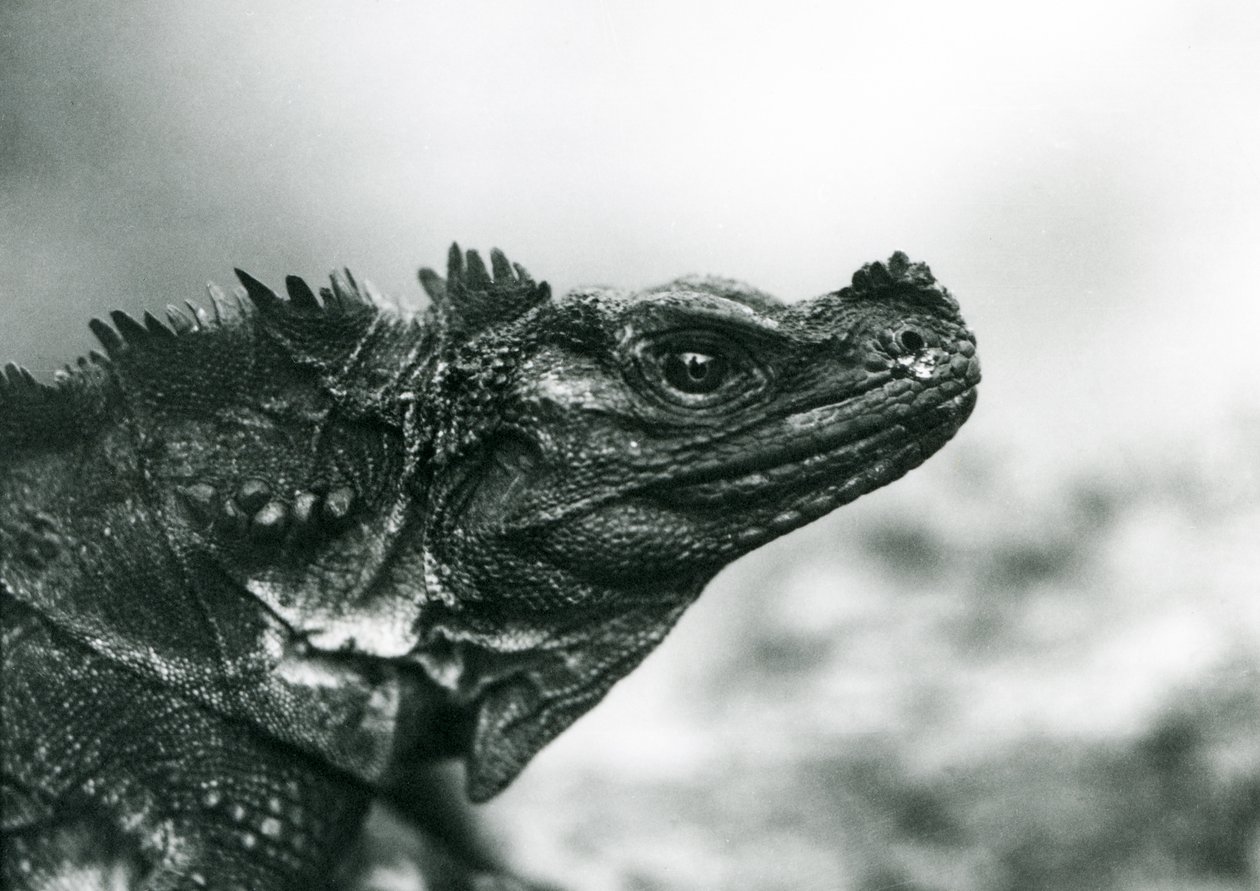 A Sailfin Lizard ضعيفة في حديقة حيوان لندن في عام 1928 (b / w photo) بواسطة فريدريك وليام بوند