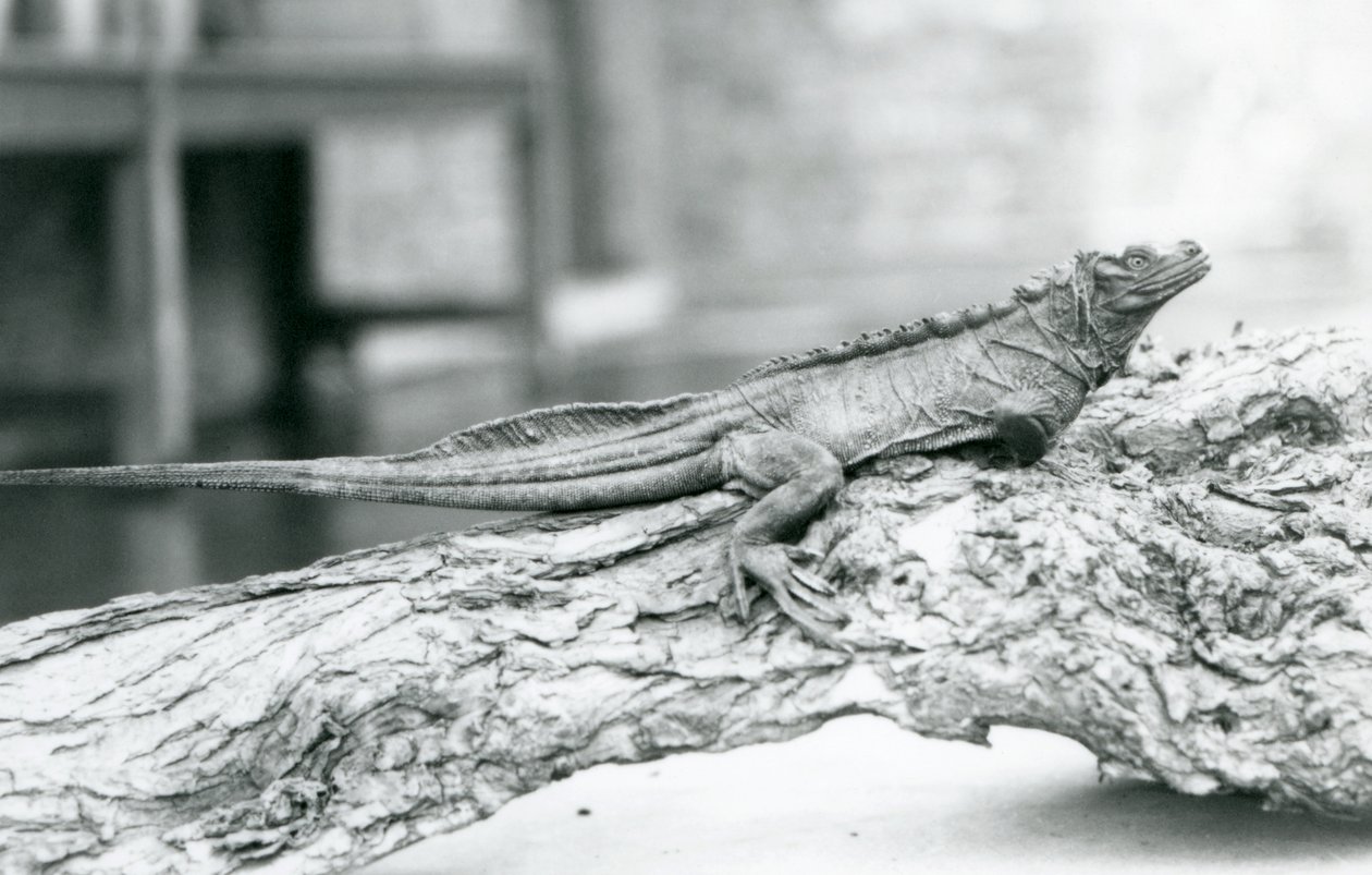 سحلية Sailfin ضعيفة تستريح على سجل في حديقة حيوان لندن في عام 1928 (b / w photo) بواسطة فريدريك وليام بوند