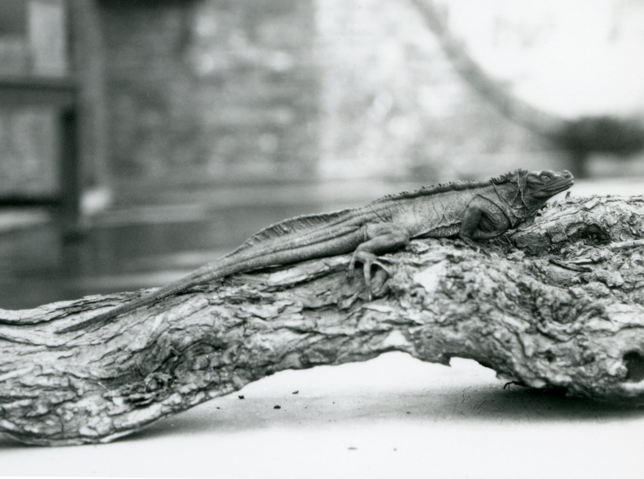 سحلية Sailfin ضعيفة تستريح على سجل في حديقة حيوان لندن في عام 1928 (b / w photo) بواسطة فريدريك وليام بوند