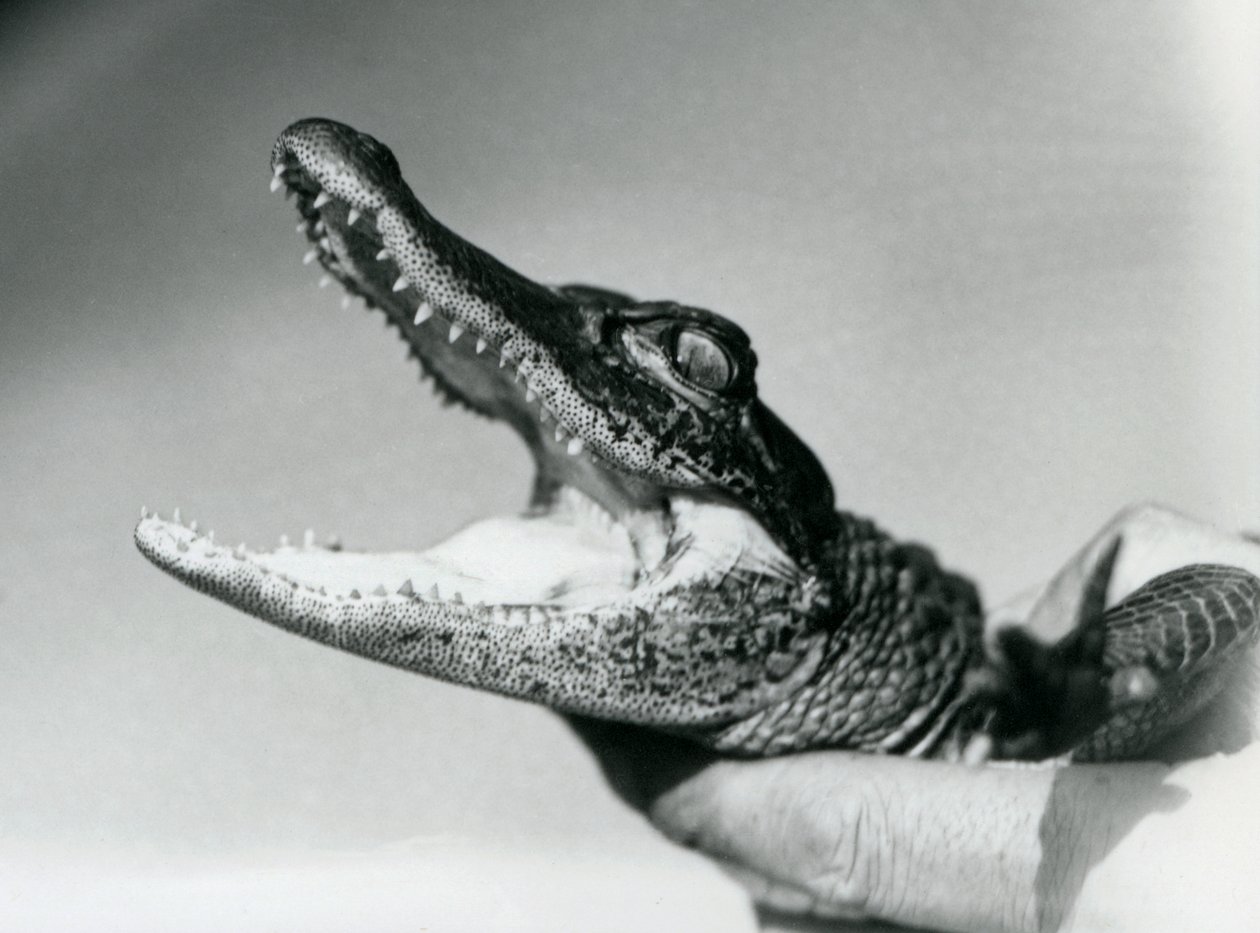 A young Alligator held around the neck by its keeper, London Zoo, August 1928 (b/w photo) بواسطة فريدريك وليام بوند
