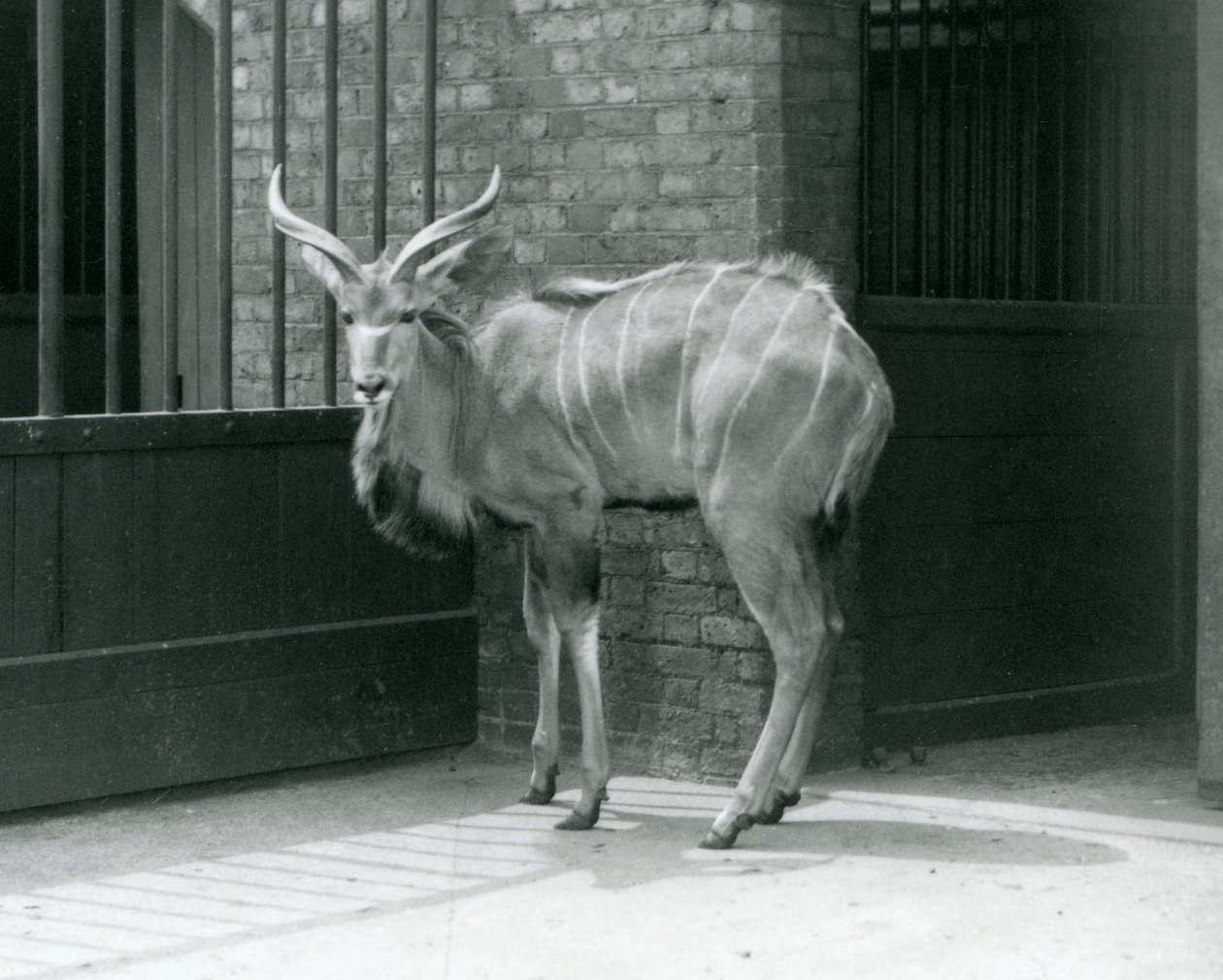 شاب شاب من Kudu يقف في حظيره في حديقة حيوان لندن في عام 1929 (صورة أبيض وأسود) بواسطة فريدريك وليام بوند