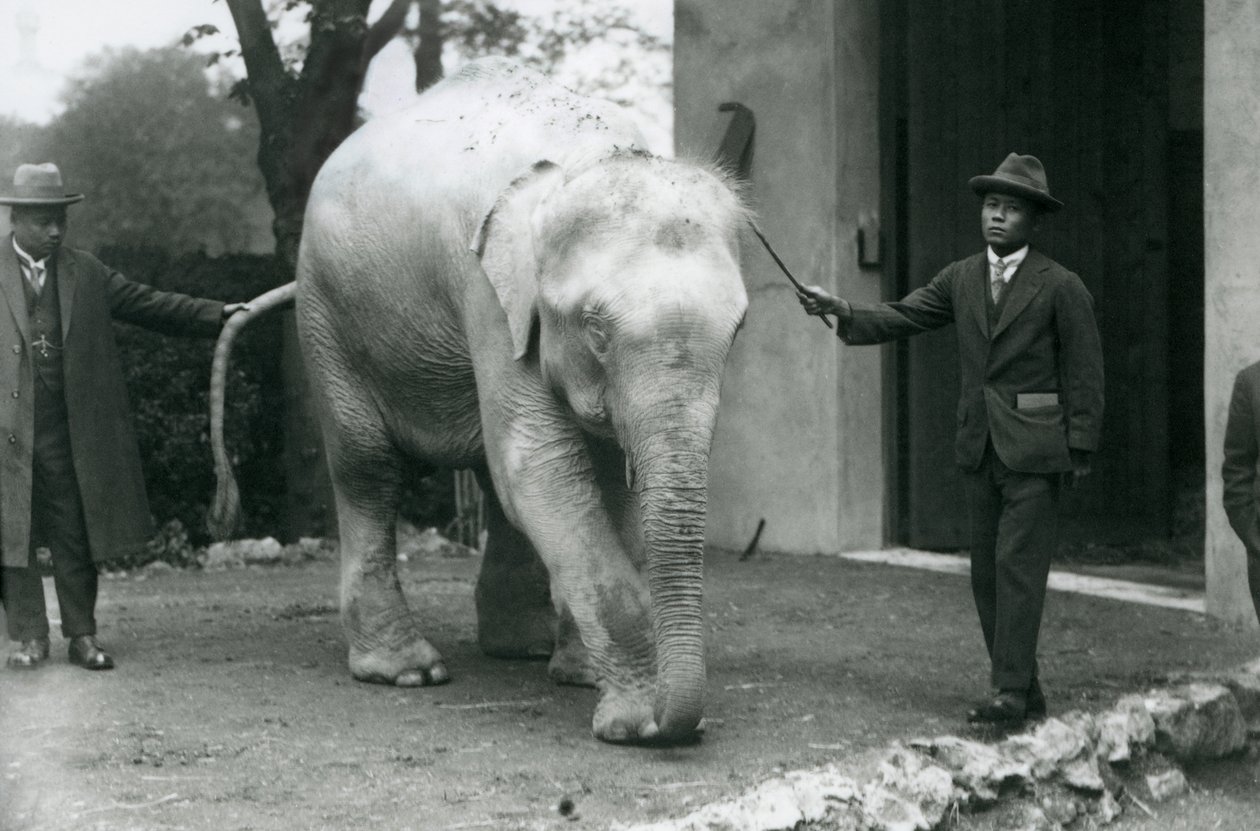 AlbinoWhite Burmese Elephant Pawah مع الحضور بما في ذلك الدكتور Saw Po Min ، حديقة حيوان لندن ، مايو 1926 بواسطة فريدريك وليام بوند