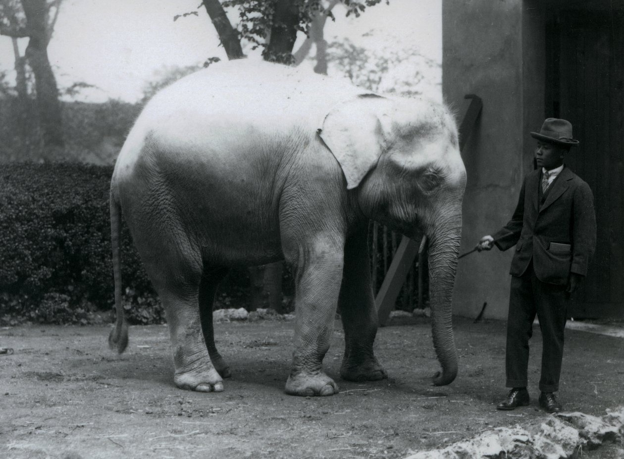 AlbinoWhite Elephant Pawah مع دكتور Saw Po Min ، حديقة حيوان لندن ، مايو 1926 بواسطة فريدريك وليام بوند