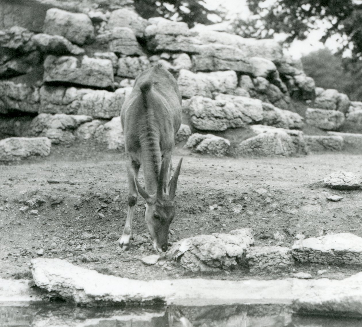 رعي Eland في Antelope Paddock في حديقة حيوان لندن في عام 1929 (b / w photo) بواسطة فريدريك وليام بوند