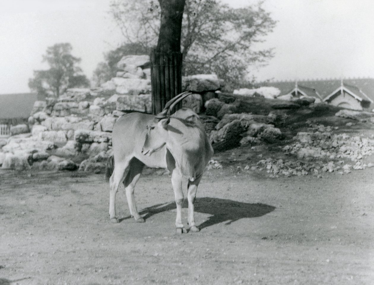 إيلاند يقف في حقله في حديقة حيوان لندن في عام 1929 (صورة بالأبيض والأسود) بواسطة فريدريك وليام بوند