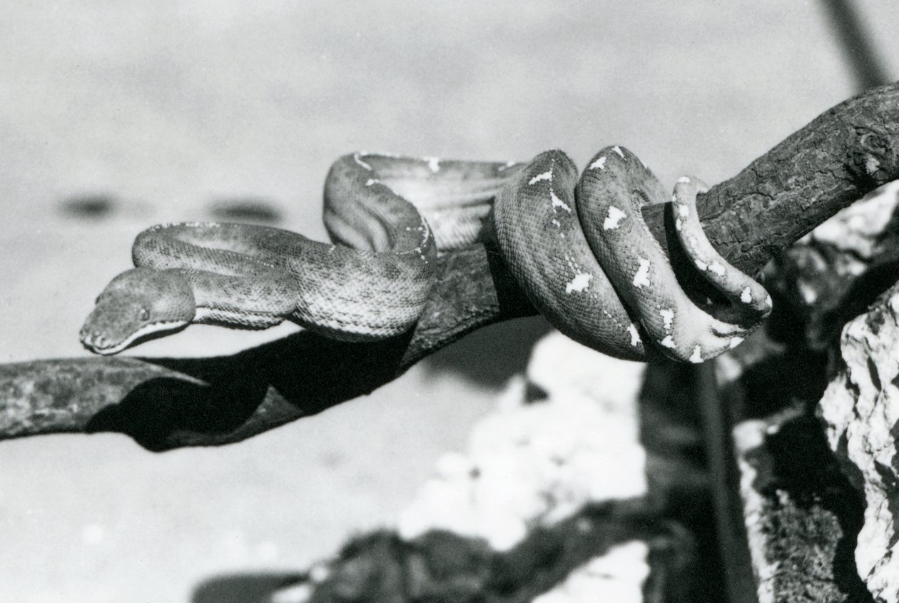 Emerald Tree Boa بجسمها ملفوف على طول فرع ، حديقة حيوان لندن ، أكتوبر 1928 (b / w photo) بواسطة فريدريك وليام بوند