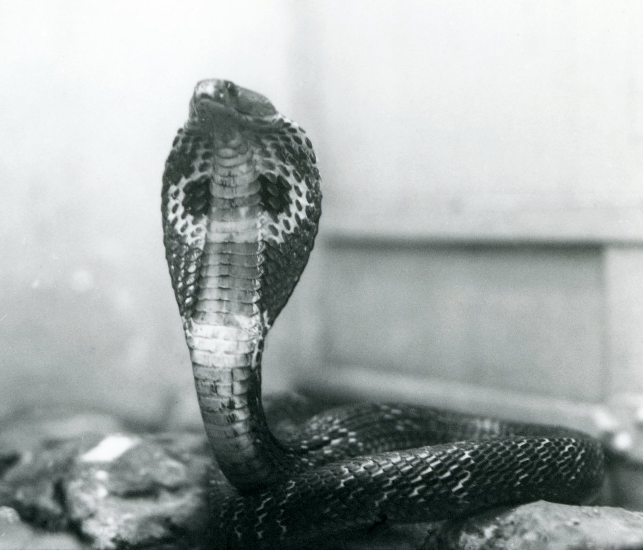 IndianSpectacledAsianBinocellate Cobra برأس مرفوع وغطاء متوهج ، حديقة حيوان لندن ، أكتوبر 1925 بواسطة فريدريك وليام بوند