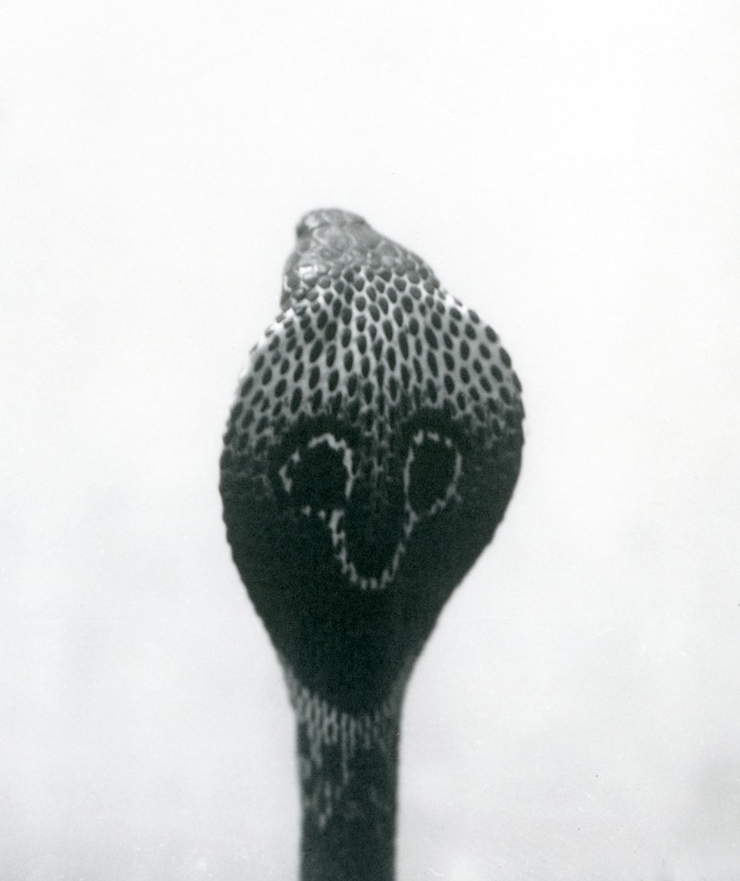 IndianSpectacledAsianBinocellate Cobra برأس مرفوع وغطاء متوهج ، حديقة حيوان لندن ، أكتوبر 1925 بواسطة فريدريك وليام بوند