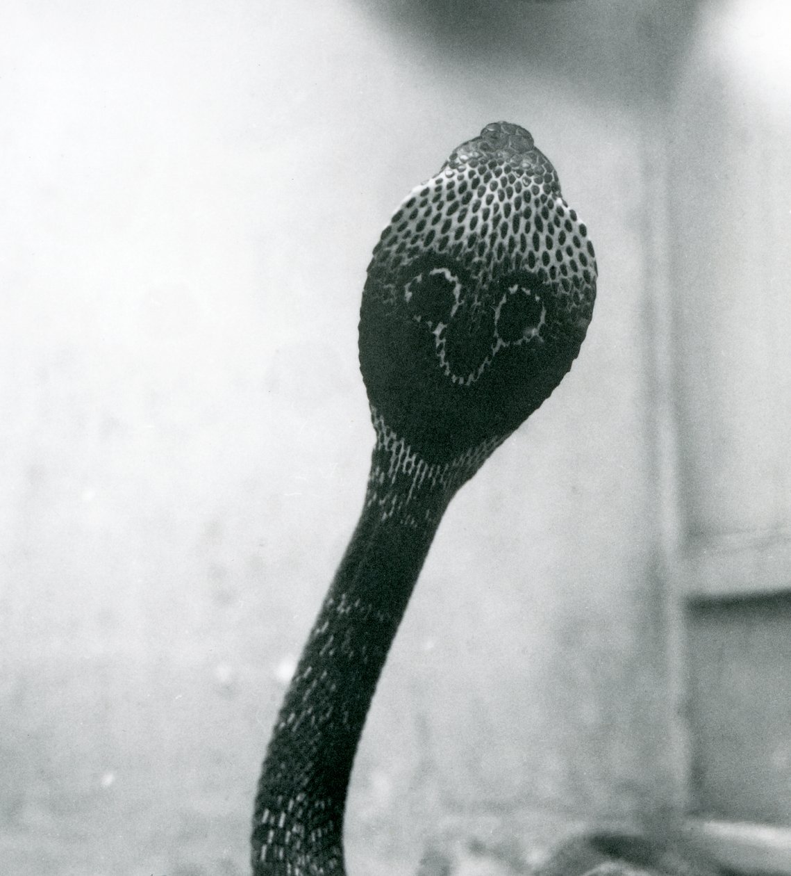 IndianSpectacledAsianBinocellate Cobra برأس مرفوع وغطاء متوهج ، حديقة حيوان لندن ، أكتوبر 1925 بواسطة فريدريك وليام بوند