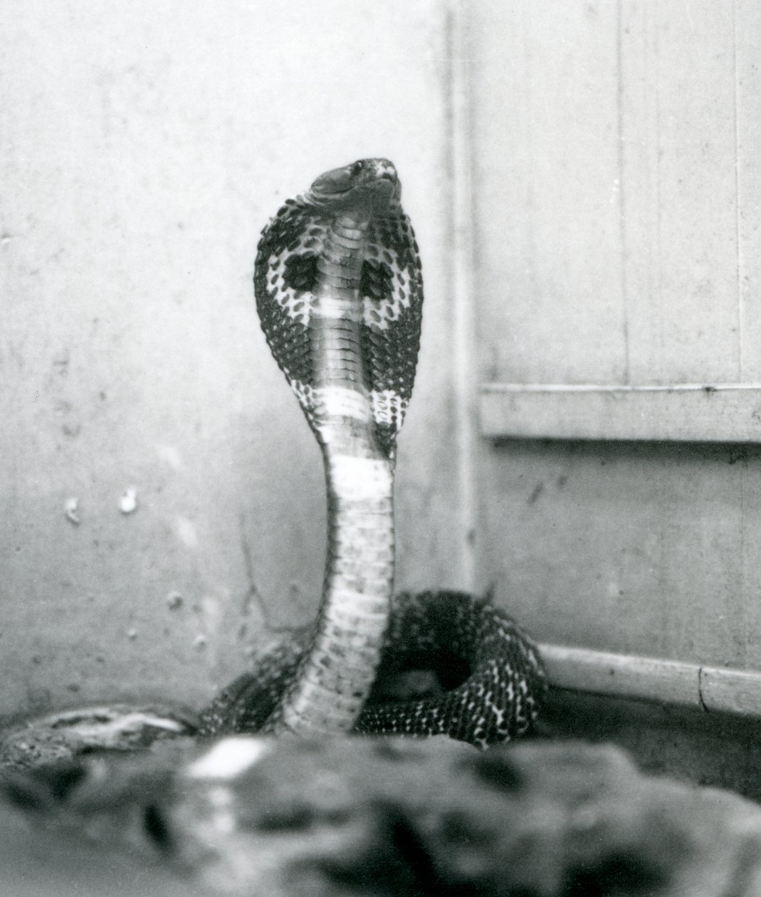 IndianSpectacledAsianBinocellate Cobra برأس مرفوع وغطاء متوهج ، حديقة حيوان لندن ، أكتوبر 1925 بواسطة فريدريك وليام بوند