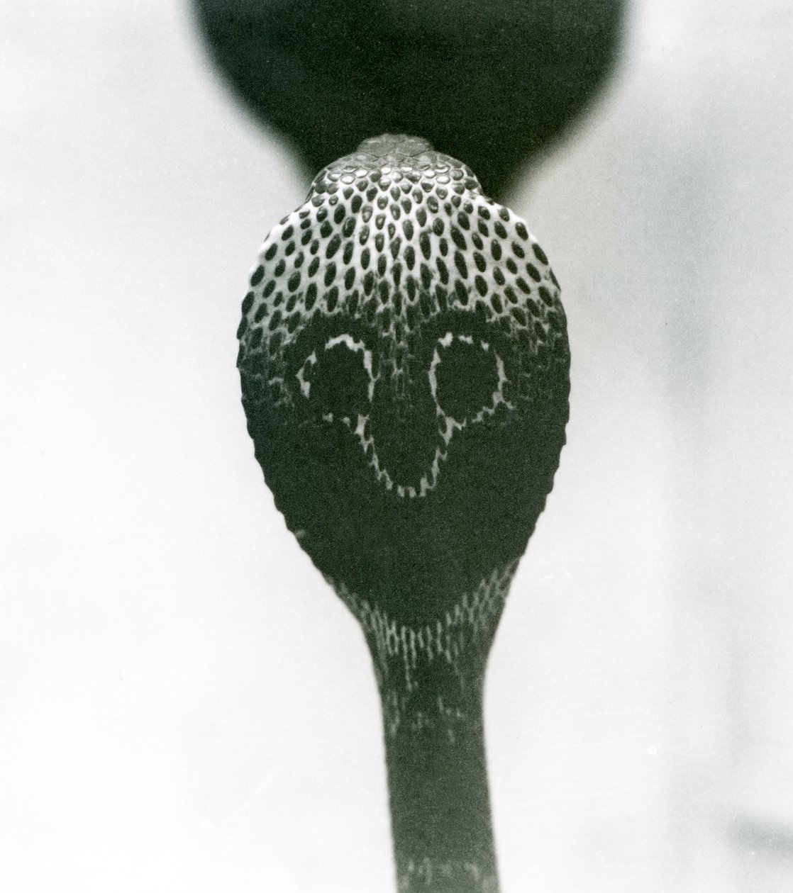 IndianSpectacledAsianBinocellate Cobra برأس مرفوع وغطاء متوهج ، حديقة حيوان لندن ، أكتوبر 1925 بواسطة فريدريك وليام بوند