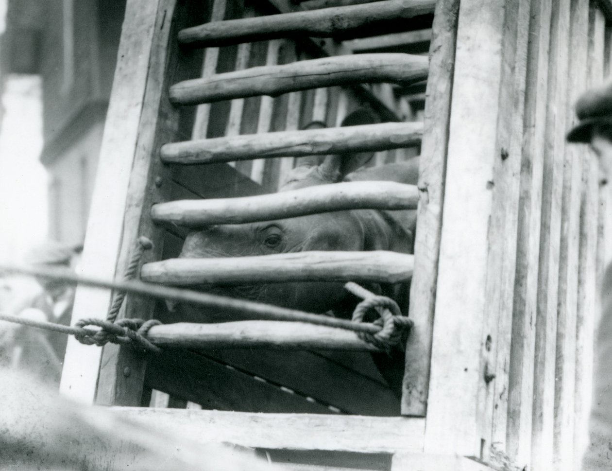 وحيد القرن الهندي يخرج من صندوق النقل الخشبي عند وصوله إلى حديقة حيوان لندن في عام 1924 (صورة بالأبيض والأسود) بواسطة فريدريك وليام بوند
