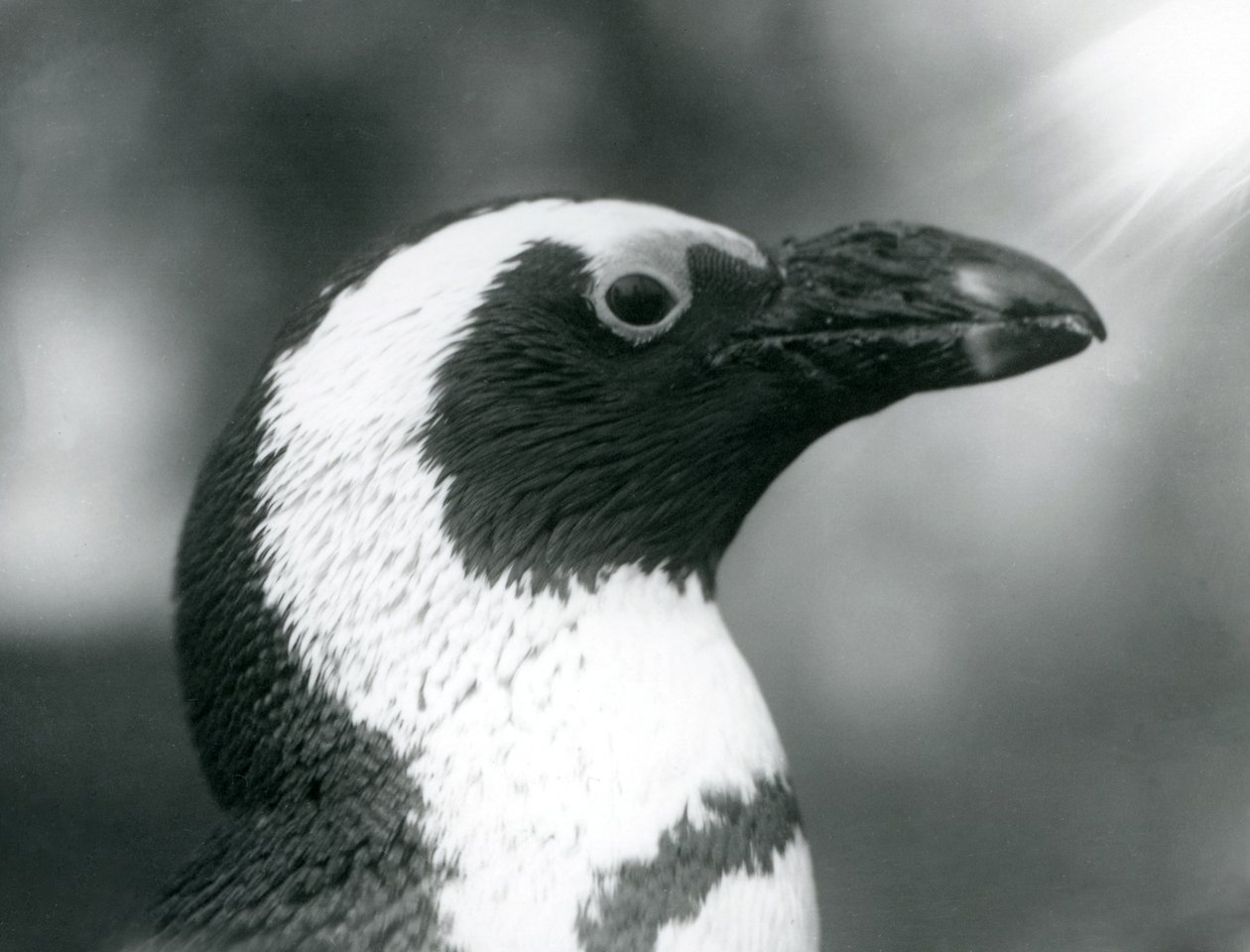JackassAfrican Penguin في حديقة حيوان لندن ، سبتمبر 1925 بواسطة فريدريك وليام بوند