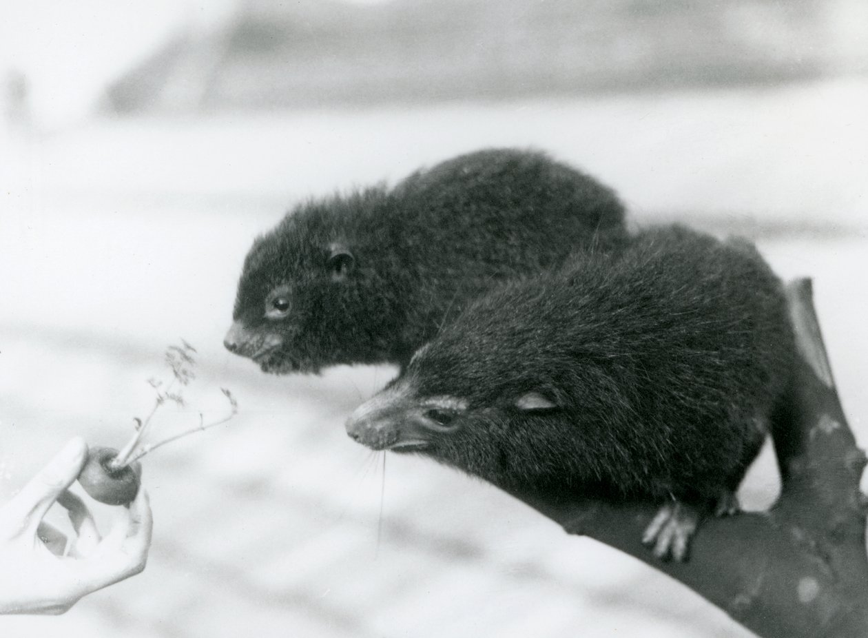 يجلس أحد البالغين والشباب من Western Tree Hyrax على فرع ويميل إلى قمة جزرة يتم الاحتفاظ بها لتناولها ، حديقة حيوان لندن بواسطة فريدريك وليام بوند