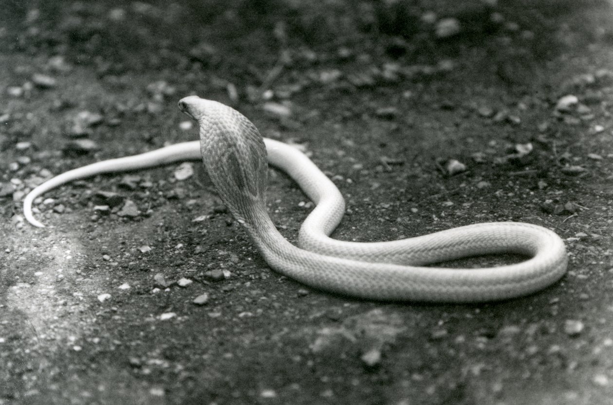 ألبينو IndianSpectacledAsianBinocellate Cobra برأسها مرفوع وانتشار غطاء محرك السيارة ، حديقة حيوان لندن ، سبتمبر 1924 بواسطة فريدريك وليام بوند