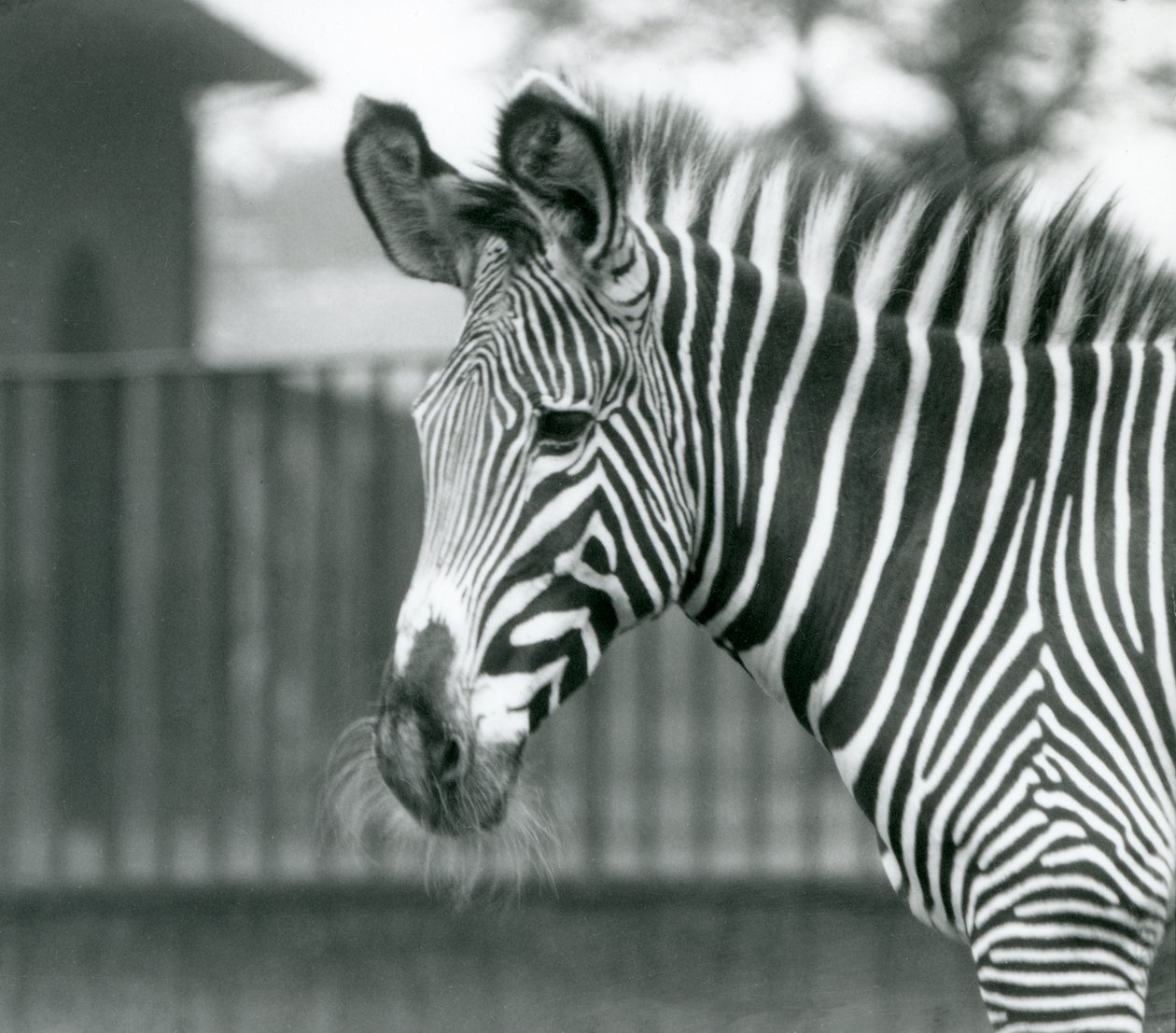 أنثى / جيني مهددة بالانقراض Grevy's Zebra ، حديقة حيوان لندن ، يوليو 1926 (b / w photo) بواسطة فريدريك وليام بوند