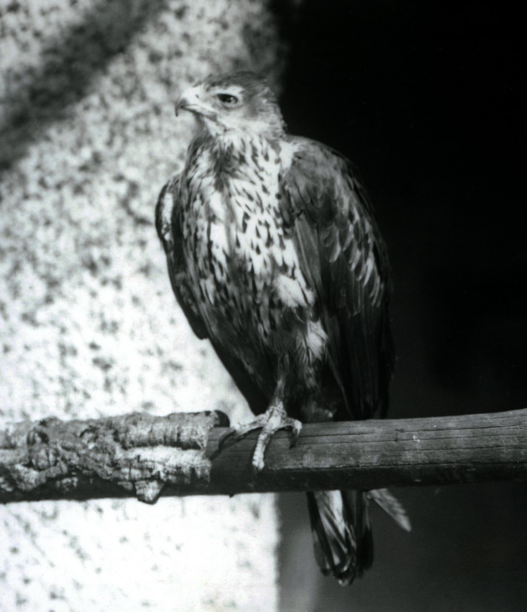 Bonellis Eagle يستريح على فرع في حديقة حيوان لندن ، سبتمبر 1925 بواسطة فريدريك وليام بوند