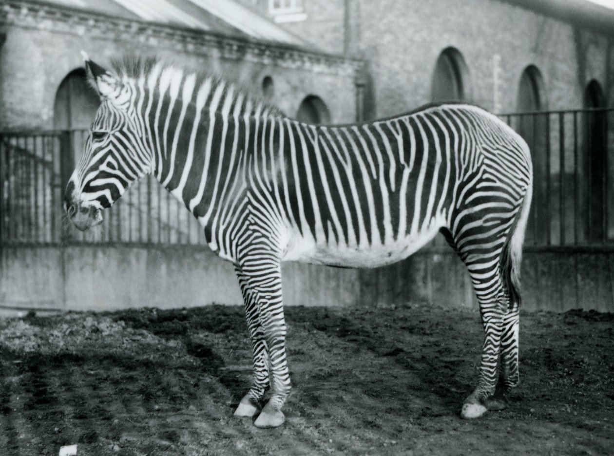 أنثى Grevys Zebra ، أو Imperial Zebra ، Jennie واقفة في حقلها في حديقة حيوان لندن ، 1927 بواسطة فريدريك وليام بوند