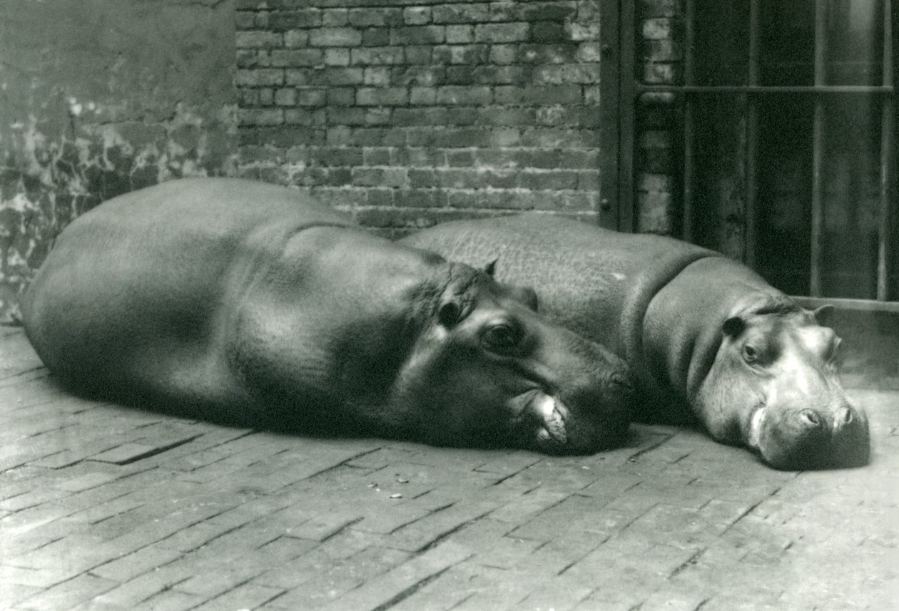 Hippopotamuses Bobbie و Joan مستلقيان في حاويةهما في حديقة حيوان لندن ، يوليو 1923 (صور من وزن الجسم) بواسطة فريدريك وليام بوند