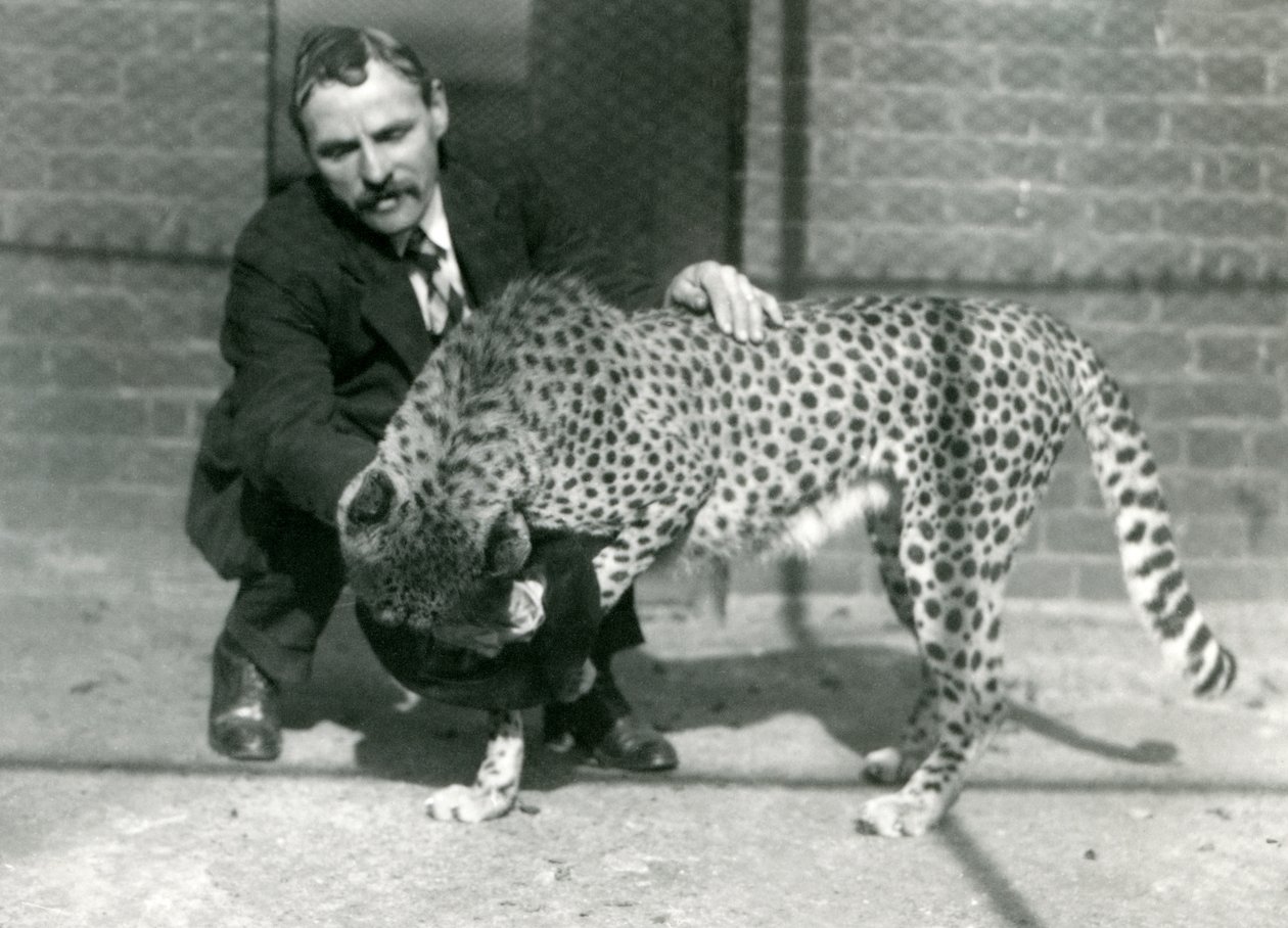 حارس تشارلز ديكسون مع الفهد لعوب في حديقة حيوان لندن ، أكتوبر 1922 بواسطة فريدريك وليام بوند