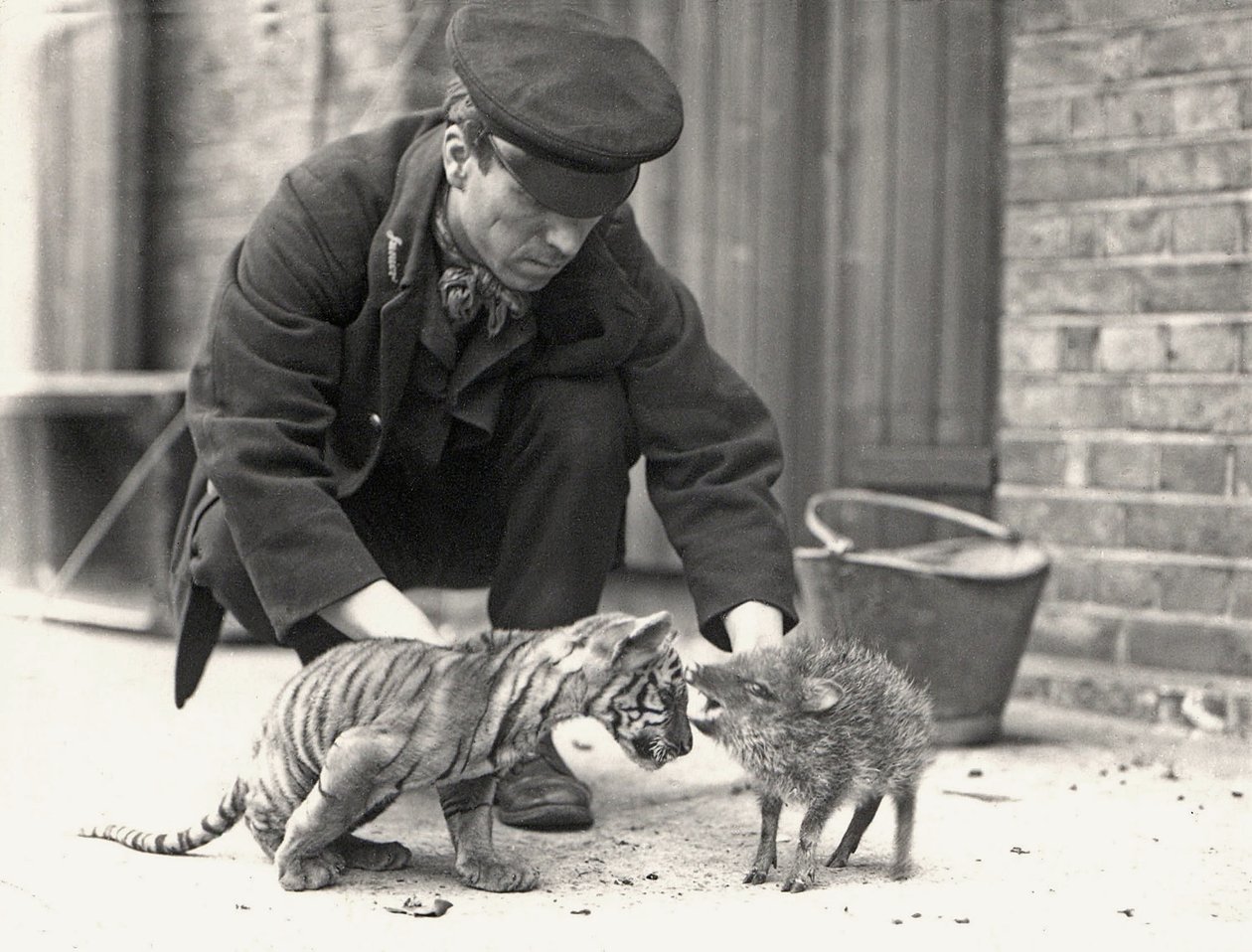 حارس ، H. Warwick ، مع شبل النمر وبيكاري ، تم التقاطه في ZSL London Zoo ، مايو 1914 بواسطة فريدريك وليام بوند