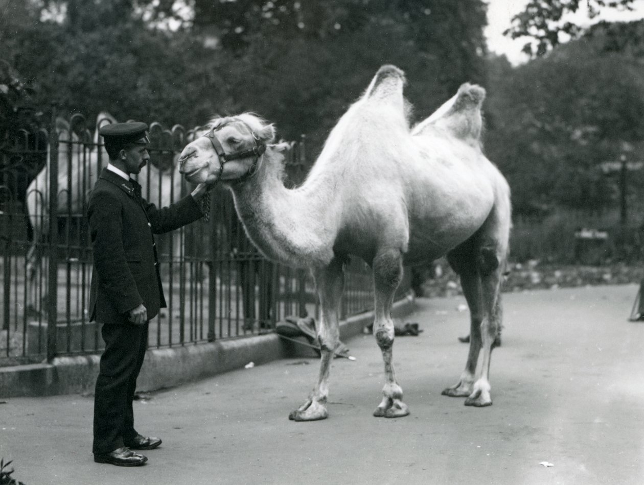 أنماط الحارس دبليو مع جمل باكترياني في حديقة حيوان لندن ، يوليو 1914 بواسطة فريدريك وليام بوند