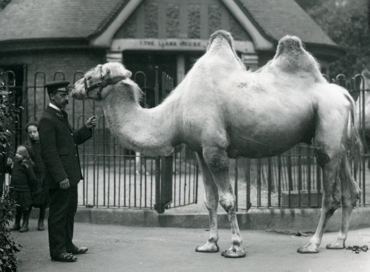Keeper W. Styles ، مع جمل باكترياني ، خارج Llama House في حديقة حيوان لندن ، يوليو 1914 بواسطة فريدريك وليام بوند