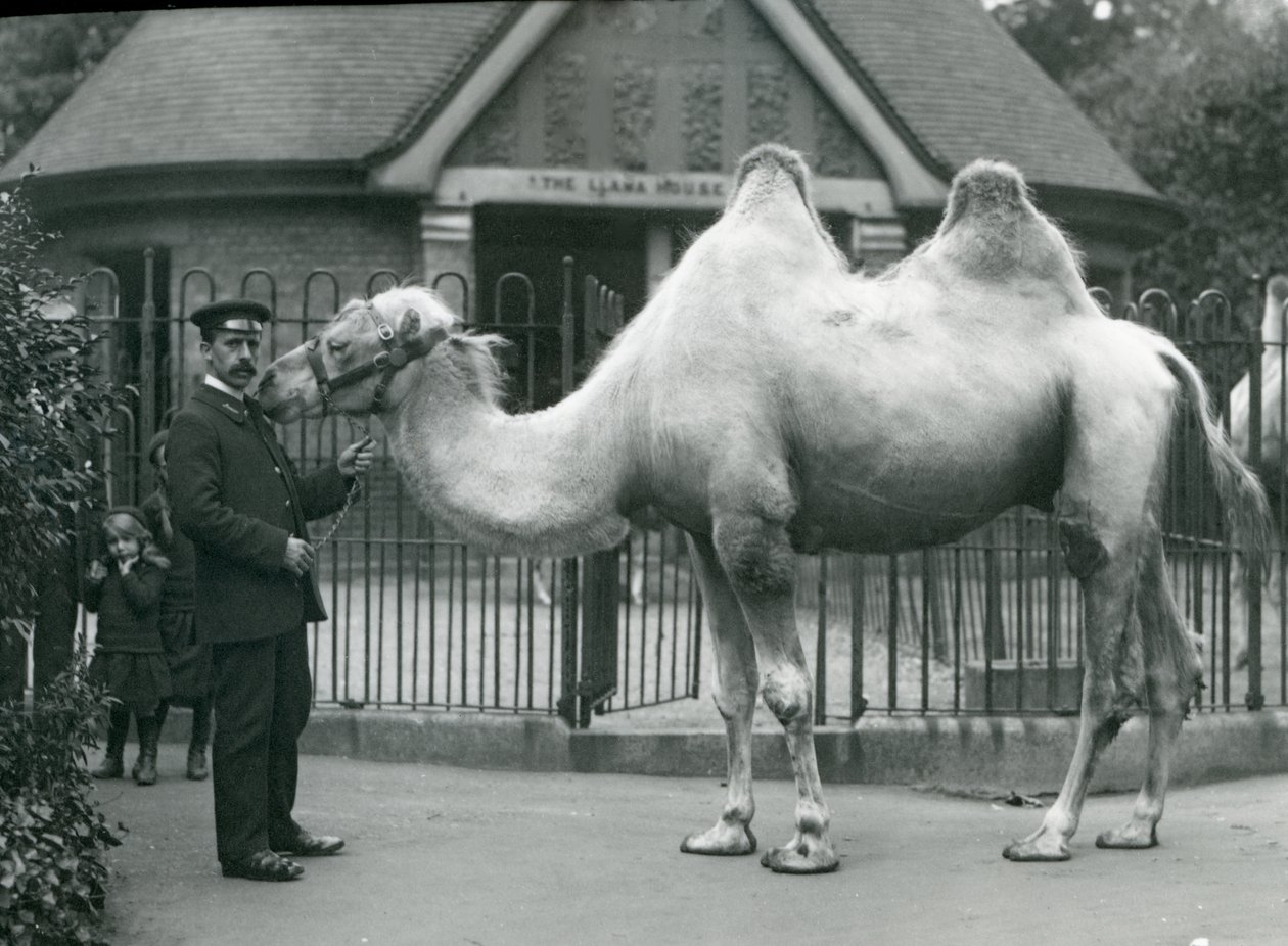 Keeper W. Styles ، مع جمل باكترياني ، خارج Llama House في حديقة حيوان لندن ، يوليو 1914 بواسطة فريدريك وليام بوند
