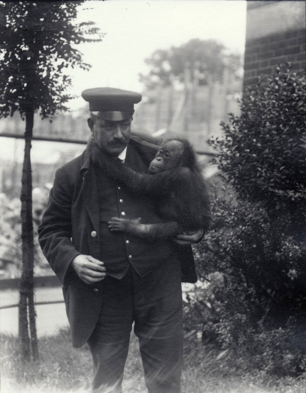 حارس Z. Rodwell يمسك الشاب Orangutan في حديقة حيوانات لندن ، أكتوبر 1913 بواسطة فريدريك وليام بوند