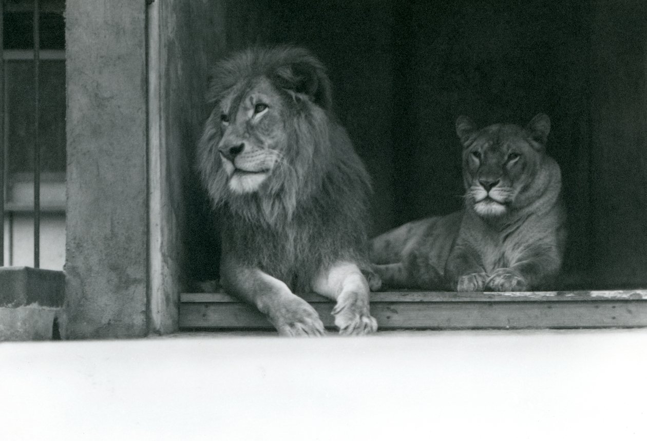 Lion و Lioness Kuja و Caroline في ZSL London Zoo ، يوليو 1924 بواسطة فريدريك وليام بوند