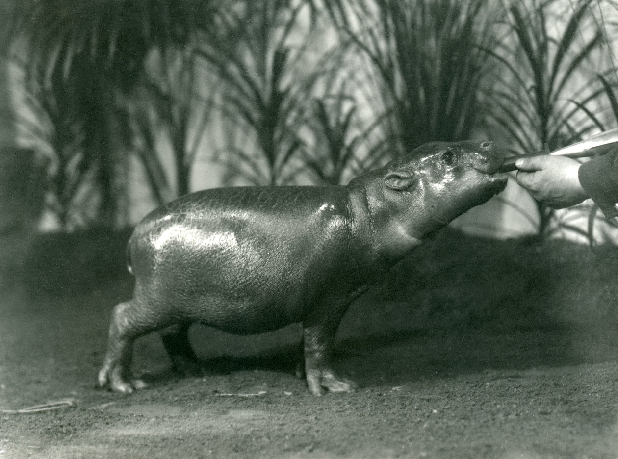 بيرسي ، فتى Pygmy Hippopotamus صغير يتم إطعامه يدويًا في حديقة حيوان لندن ، نوفمبر 1923 (صور من وزن الجسم) بواسطة فريدريك وليام بوند
