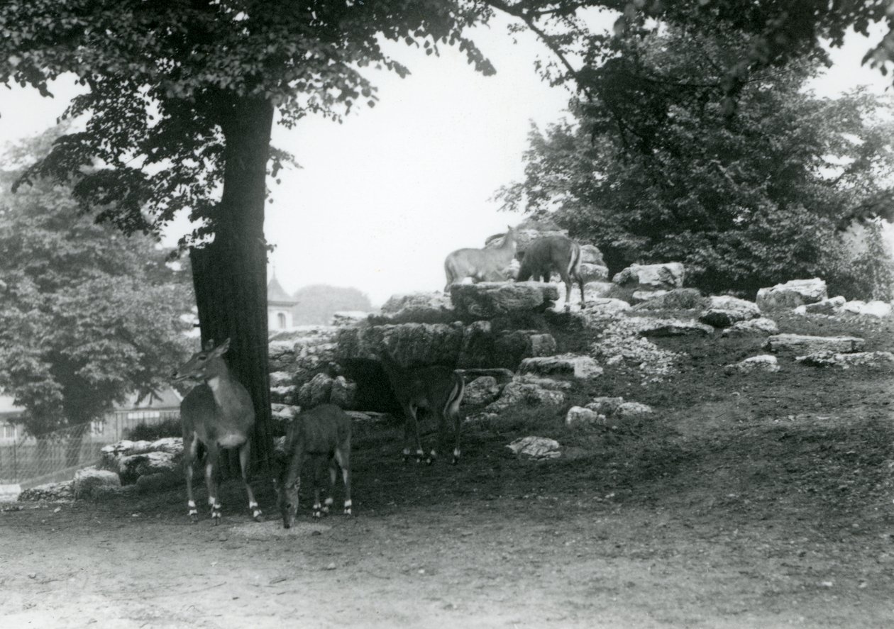 The ElandAntelope Paddock في حديقة حيوان لندن عام 1924 بواسطة فريدريك وليام بوند