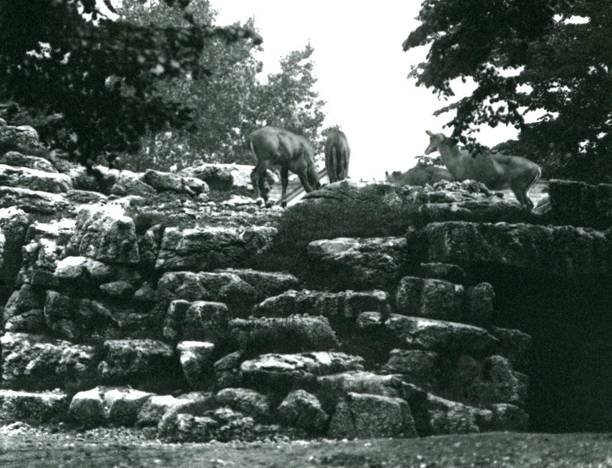 The ElandAntelope Paddock في حديقة حيوان لندن في يونيو 1924 بواسطة فريدريك وليام بوند