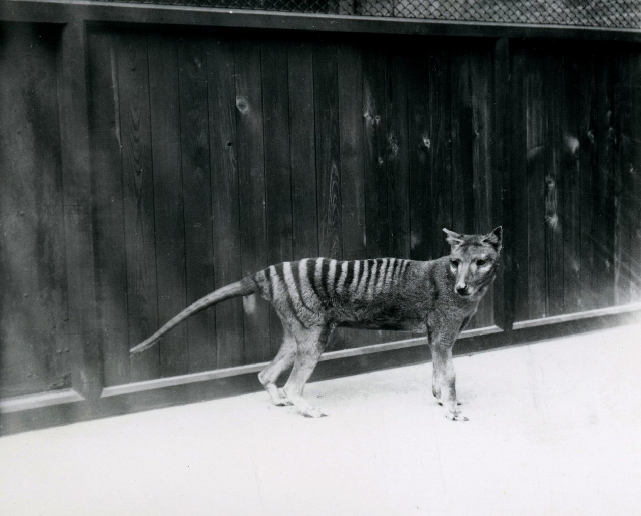 Thylacine Tasmanian Wolf في حديقة حيوان لندن ، قبل عام 1930 بواسطة فريدريك وليام بوند