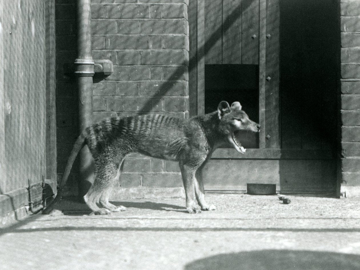 Thylacine / Tasmanian Wolf في حديقة حيوان لندن في أغسطس 1926 (b / w photo) بواسطة فريدريك وليام بوند