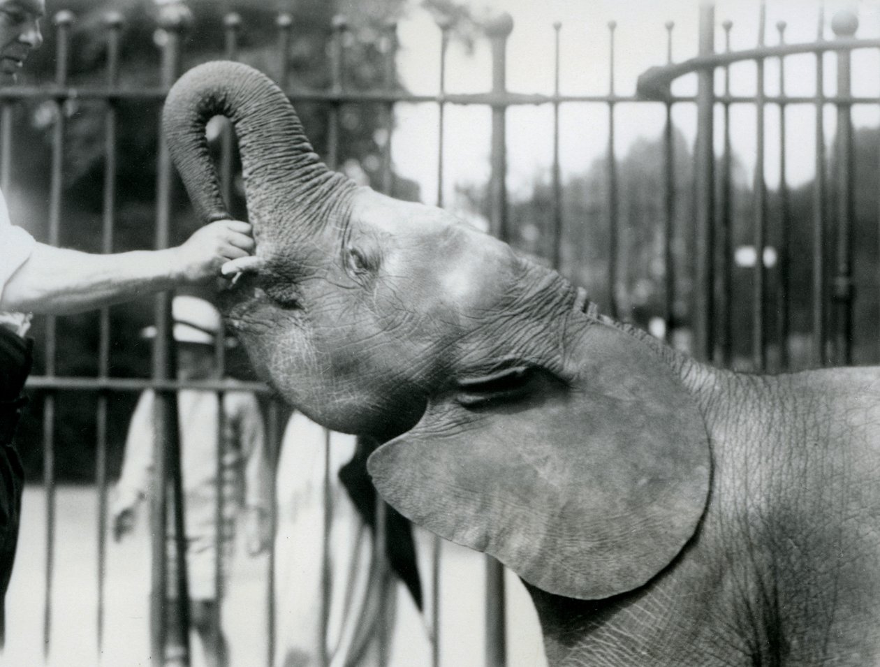 شابة أفريقية Pygmy Elephant Oojah تعطى مكافأة ، حديقة حيوان لندن ، يوليو 1925 بواسطة فريدريك وليام بوند