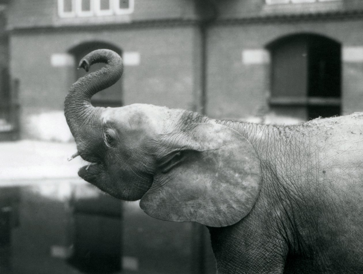 شابة أفريقية Pygmy Elephant Oojah ترفع جذعها في حديقة حيوان لندن ، أغسطس 1925 بواسطة فريدريك وليام بوند