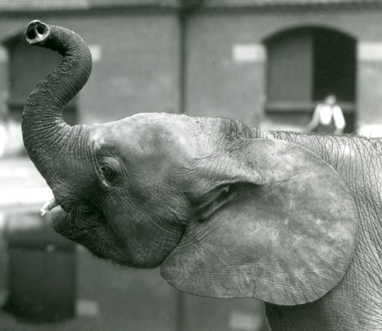 شابة أفريقية Pygmy Elephant Oojah ترفع جذعها في حديقة حيوان لندن ، أغسطس 1925 بواسطة فريدريك وليام بوند