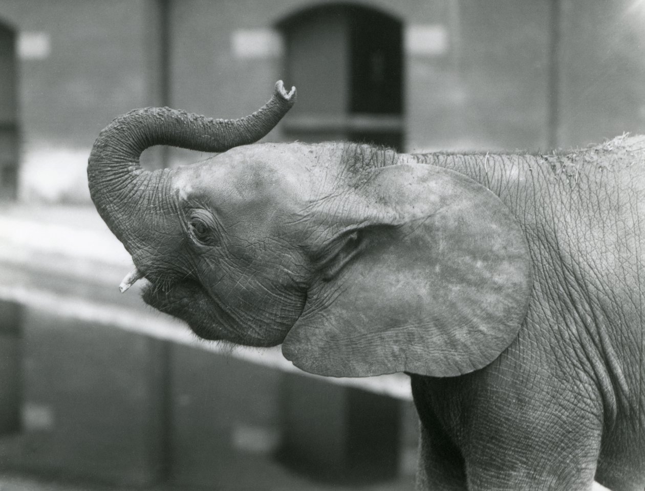 شابة أفريقية Pygmy Elephant Oojah ترفع جذعها في حديقة حيوان لندن ، يوليو 1925 بواسطة فريدريك وليام بوند