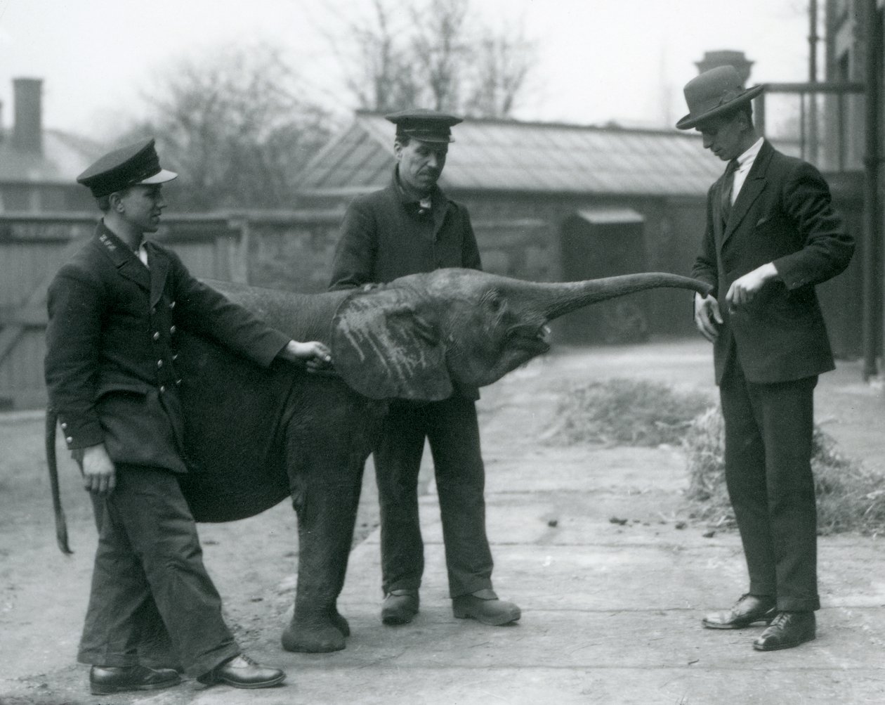 شابة أفريقية Pygmy Elephant Oojah ترفع جذعها للعلاج في حديقة حيوان لندن ، يونيو 1925 بواسطة فريدريك وليام بوند