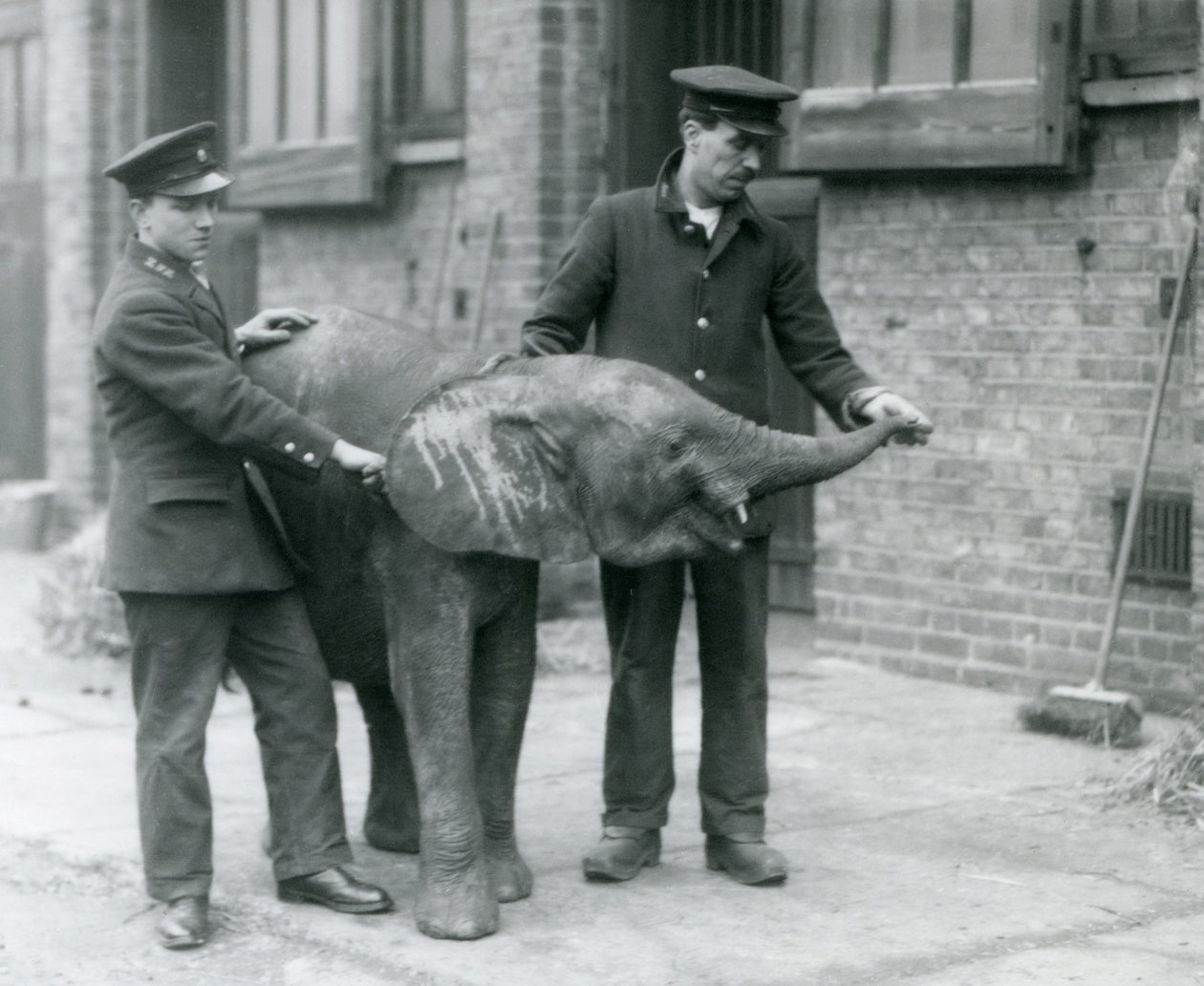 شابة أفريقية Pygmy Elephant Oojah ترفع جذعها للحصول على مكافأة من حفظة لها في حديقة حيوان لندن ، أبريل 1925 بواسطة فريدريك وليام بوند