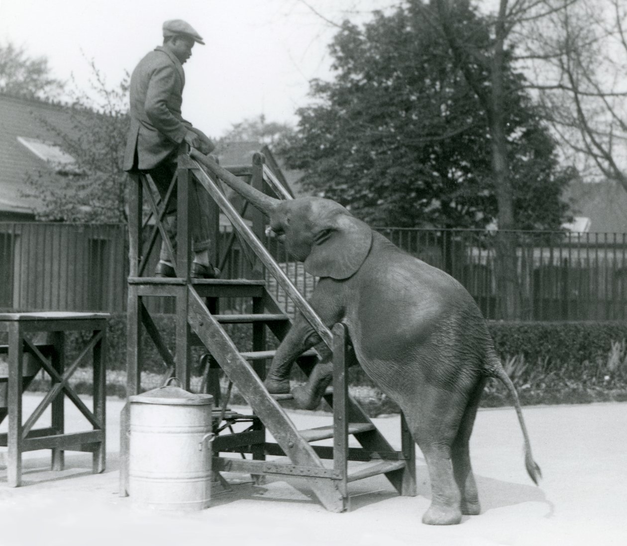 شابة أفريقية Pygmy Elephant Oojah مع قدميها الأمامية على خطوات الركوب ، لتصل إلى مدربها ، الذي على أعلى الدرجات ، مع جذعها ، حديقة حيوان لندن ، يونيو 1925 بواسطة فريدريك وليام بوند