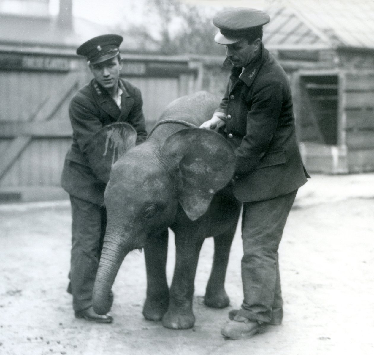 شابة أفريقية Pygmy Elephant Oojah مع حارسين في حديقة حيوان لندن في أبريل 1925 بواسطة فريدريك وليام بوند